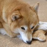 愛犬の遺骨にカビが・・・今日から始めるカビ対策とは?