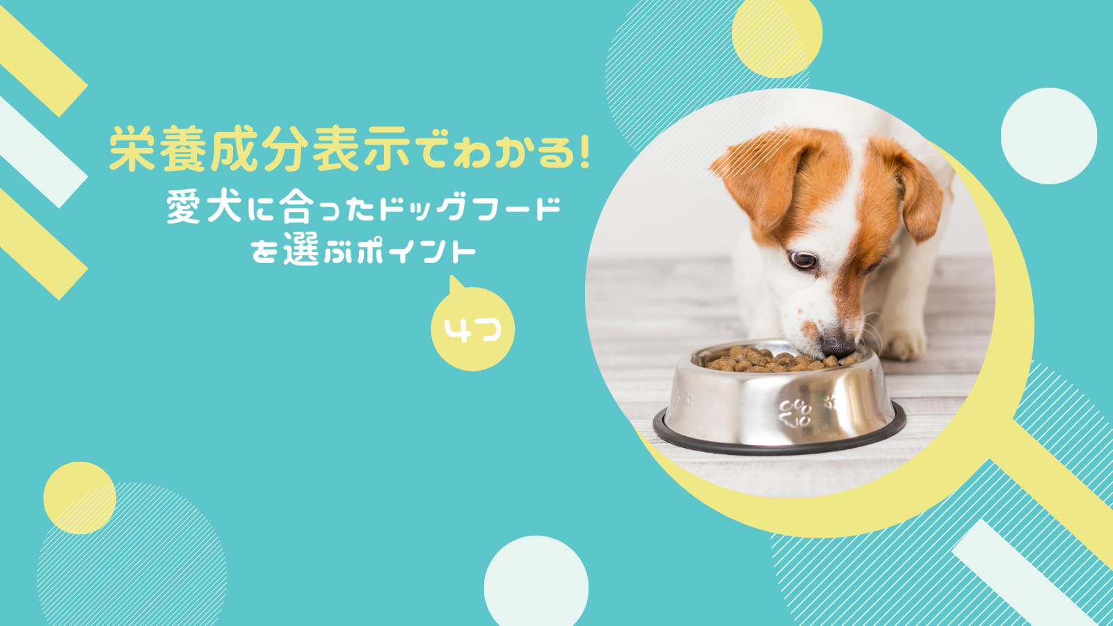 栄養成分表示でわかる愛犬に合ったドッグフードを選ぶ4つのポイント